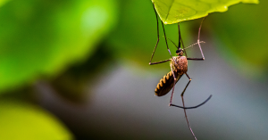 City of Greater Geelong begins mosquito management program